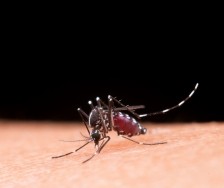Foto galeria